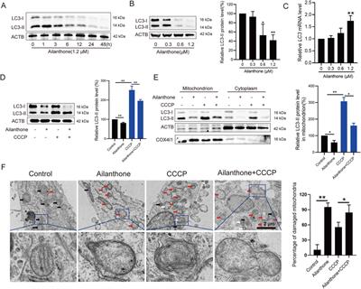 Ailanthone blocks mitophagy to promote mtDNA leakage through BAX-BAK1 pores and suppress hepatocellular carcinoma cell proliferation
